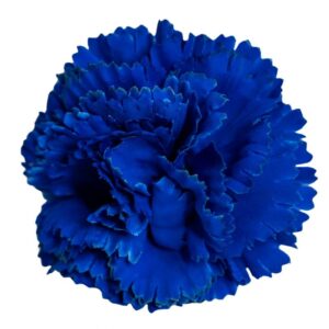 FLOR FLAMENCA CLAVEL AZULINA