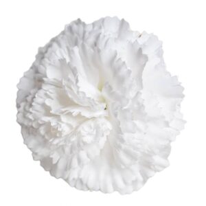 FLOR FLAMENCA CLAVEL BLANCO