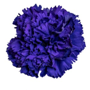 FLOR FLAMENCA CLAVEL MAXI LAVANDA