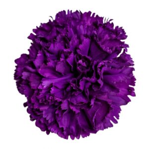 FLOR FLAMENCA CLAVEL MAXI MORADO