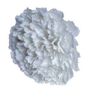FLOR FLAMENCA CLAVEL MAXI TERCIOPELO BLANCO