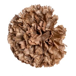 FLOR FLAMENCA CLAVEL MAXI TERCIOPELO CAMEL