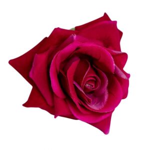 FLOR FLAMENCA ROSA FRESA